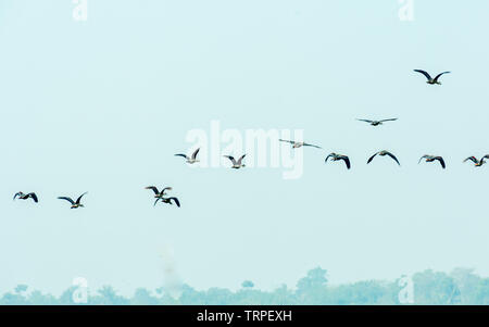 Eine Herde von fliegenden Vögeln wieder nach Hause fliegen über Kopf während der Migration zu ihren Brutplätzen bei Sonnenuntergang Zeit in Bhigwan. Das ist eine kleine staubige t Stockfoto