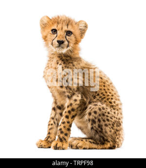 Drei Monate alten cheetah Cub sitzend, isoliert auf weißem Stockfoto