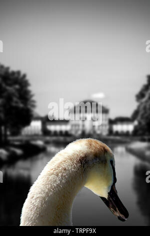 Der Schwan von Nympfenburg Stockfoto