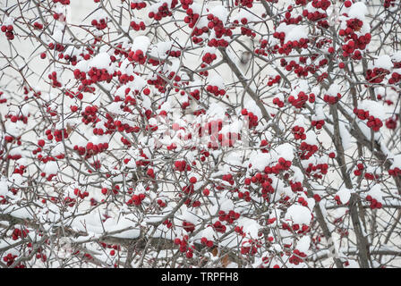 Große rote Beeren von wilden Hawthorn auf dornigen Zweigen bedeckt mit weißen Schnee in kalten Winter Stockfoto