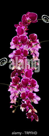 Reichen Zweig der dunkle Rote Orchidee Phalaenopsis Blumen close-up, auf einem schwarzen Hintergrund, Bild vertikal Stockfoto