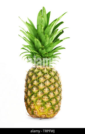 Single Ananas isoliert auf einem weißen Hintergrund. Stockfoto