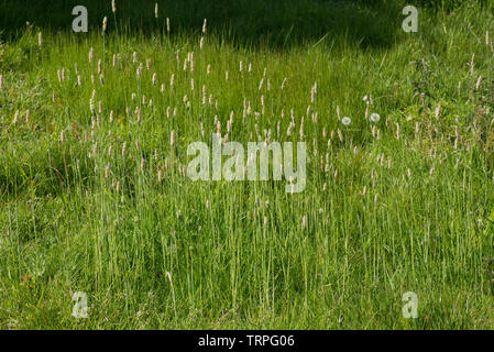 Blühende Spikes von Meadow foxtail, Alopecurus pratensis, in einer Gruppe im Grünland, Berkshire, Mai Stockfoto