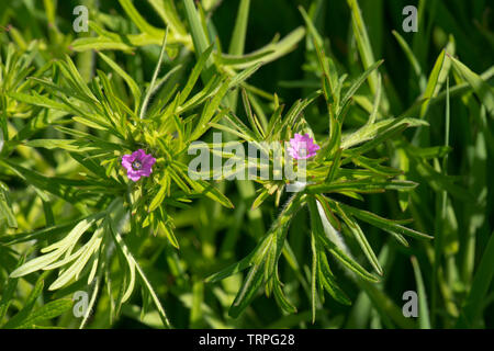 Cut-leaved Geranie, Geranium dissectum, kleinen rosa Blüten und tief seziert Blätter der jährlichen Unkraut, Berkshire, Mai Stockfoto