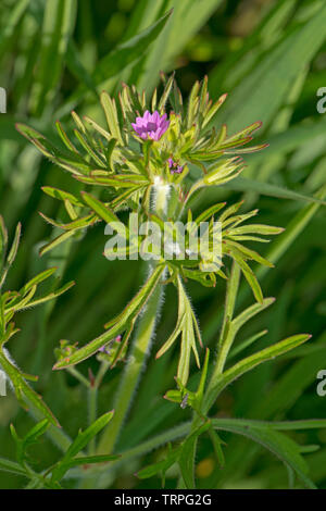 Cut-leaved Geranie, Geranium dissectum, kleinen rosa Blüten und tief seziert Blätter der jährlichen Unkraut, Berkshire, Mai Stockfoto