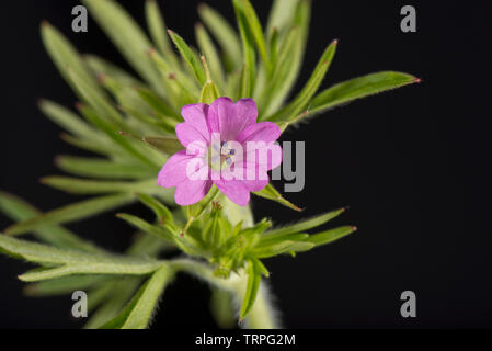 Cut-leaved Geranie, Geranium dissectum, kleinen rosa Blüten und tief seziert Blätter der jährlichen Unkraut, Berkshire, Mai Stockfoto