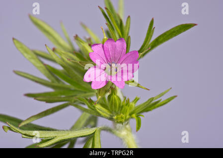 Cut-leaved Geranie, Geranium dissectum, kleinen rosa Blüten und tief seziert Blätter der jährlichen Unkraut, Berkshire, Mai Stockfoto