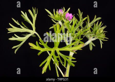 Cut-leaved Geranie, Geranium dissectum, kleinen rosa Blüten und tief seziert Blätter der jährlichen Unkraut, Berkshire, Mai Stockfoto