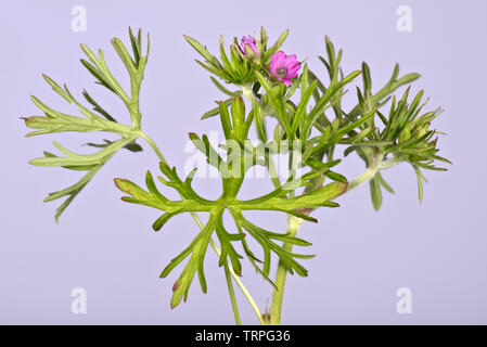 Cut-leaved Geranie, Geranium dissectum, kleinen rosa Blüten und tief seziert Blätter der jährlichen Unkraut, Berkshire, Mai Stockfoto