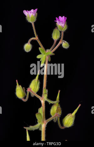 Cut-leaved Geranie, Geranium dissectum, kleinen rosa Blüten und tief seziert Blätter der jährlichen Unkraut, Berkshire, Mai Stockfoto