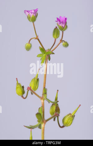 Cut-leaved Geranie, Geranium dissectum, kleinen rosa Blüten und tief seziert Blätter der jährlichen Unkraut, Berkshire, Mai Stockfoto