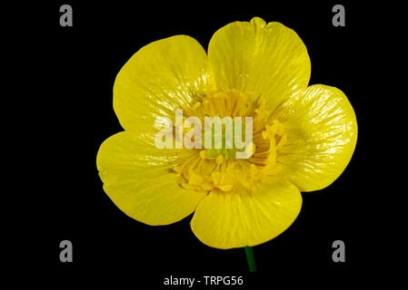 Blume von einem gelben Wiese Hahnenfuß, Ranunculus acris, zeigt seine Struktur vor einem schwarzen Hintergrund Stockfoto