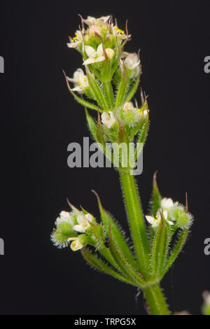 Hackmesser, bedstraw, Goosegrass, Galium aparine, stickyweed, sternförmigen, weißen Blüten auf ausdauernden Unkraut, Berkshire, Mai, Stockfoto