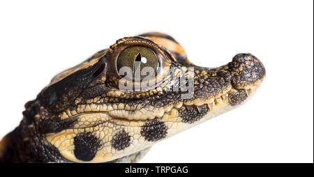 Zwerg Krokodil, Osteolaemus tetraspis Wissen auch als afrikanische Zwerg Krokodil, breit-snouted Krokodil, oder knöchernen Krokodil an Kamera gegen whit Stockfoto