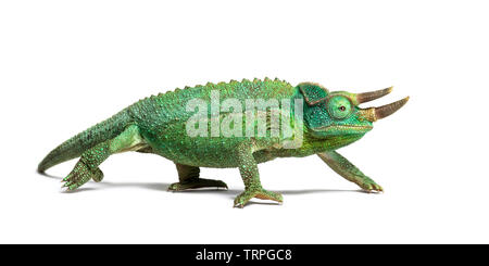 Seitenansicht eines Jackson gehörnten Chameleon wandern, Trioceros jacksonii, weiß, mit Blick auf die Kamera vor weißem Hintergrund Stockfoto