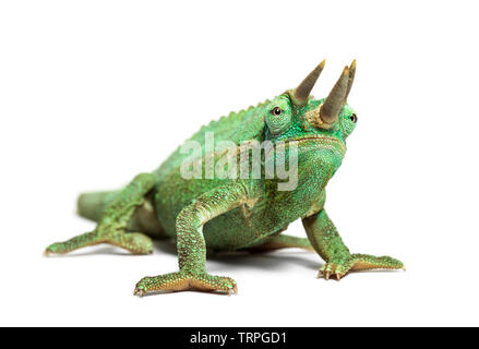 Vorderansicht des gehörnten Jacksons Chamäleon, Trioceros jacksonii, weiß vor weißem Hintergrund Stockfoto