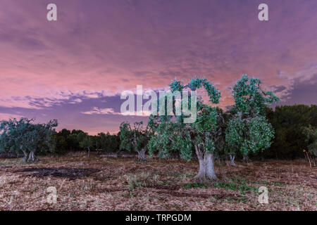 Kräftige und jahrhundertealten Olivenbäumen Stockfoto