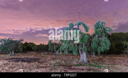 Kräftige und jahrhundertealten Olivenbäumen Stockfoto