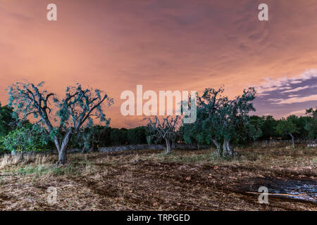 Kräftige und jahrhundertealten Olivenbäumen Stockfoto