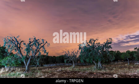 Kräftige und jahrhundertealten Olivenbäumen Stockfoto