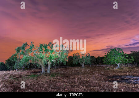 Kräftige und jahrhundertealten Olivenbäumen Stockfoto