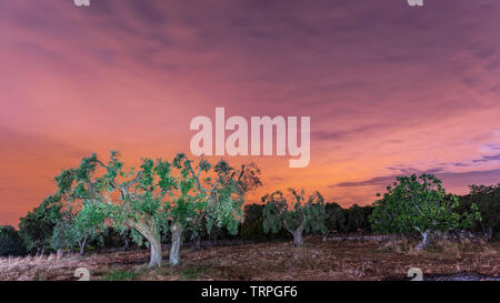 Kräftige und jahrhundertealten Olivenbäumen Stockfoto