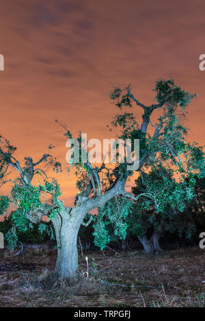 Kräftige und jahrhundertealten Olivenbäumen Stockfoto