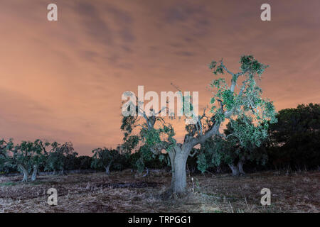 Kräftige und jahrhundertealten Olivenbäumen Stockfoto