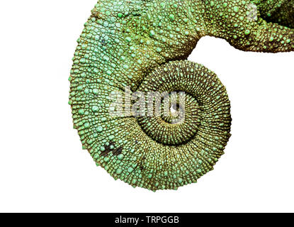 Jacksons gehörnten Chamäleon, Trioceros jacksonii, in enger auf weißem Hintergrund Stockfoto