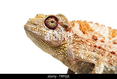 Panther Chamäleon, Furcifer pardalis auf Kamera vor weißem Hintergrund suchen Stockfoto