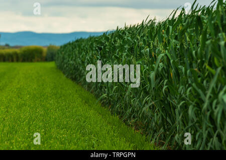 Grüner Hafer (Avena sativa) Plantage, Anbau von Getreide auch als gemeinsame Oat für seine Körner bekannt, selektiver Fokus Stockfoto
