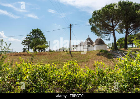 Kräftige und jahrhundertealten Olivenbäumen Stockfoto