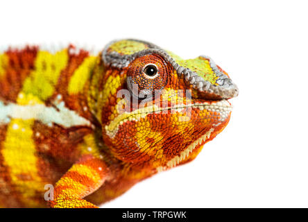 Panther Chamäleon Furcifer pardalis Stockfoto