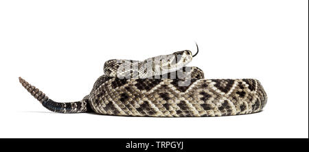 Crotalus atrox, Western diamondback rattlesnake oder Texas diamond back, giftige Schlange vor weißem Hintergrund Stockfoto