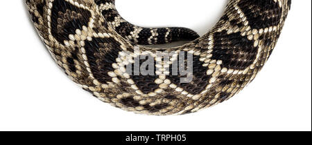 Crotalus atrox, Western diamondback rattlesnake oder Texas diamond back, giftige Schlange, in enger auf weißem Hintergrund Stockfoto