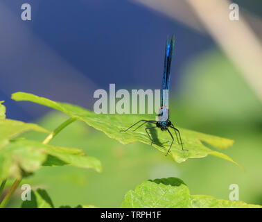 Detaillierte, Makro, Vorderansicht Nahaufnahme eines wilden UK damselfly Insekt (Zygoptera) isoliert im Freien in der Sonne, auf einer einzigen, grünes Blatt thront. Stockfoto