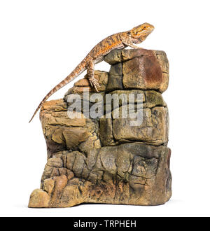 Bartagame, Pogona Vitticeps, auf Felsen vor weißem Hintergrund Stockfoto
