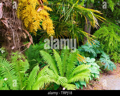 Trachycarpus undulata, Ligularia' Chinesischer Drache" und Matteuccia struthiopteris dominieren den Dschungel Pfad am Garten Haus, Buckland Monachorum, Stockfoto