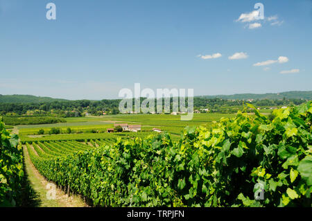 Weinberg am Hang in der Sonne. Die Region Los in Frankreich Stockfoto