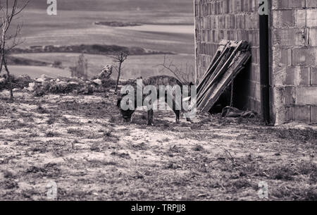 Hund gebunden im Feld mit Zäunen, Wächter und verlassenen Tiere Stockfoto