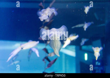 Squid-Gruppe im tiefen blauen Meer am Aquarium Stockfoto