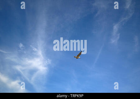 Eine einsame Möwe fliegen in den blauen Sommerhimmel Stockfoto