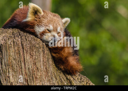 Nahaufnahme Kopf geschossen von einem Roten Panda, ailurus fulgens Stockfoto