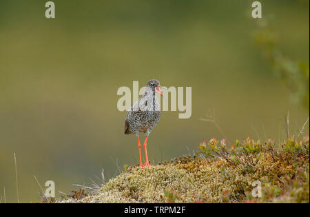 Rotschenkel Tringa totanus [] - Island Stockfoto