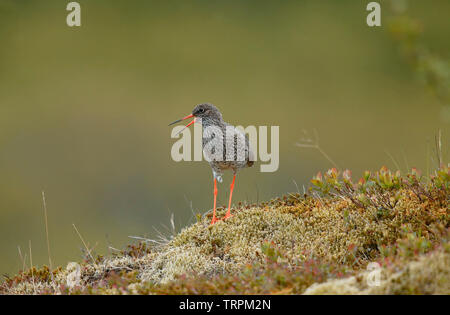 Rotschenkel Tringa totanus [] - Island Stockfoto