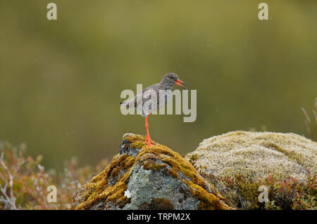 Rotschenkel Tringa totanus [] - Island Stockfoto