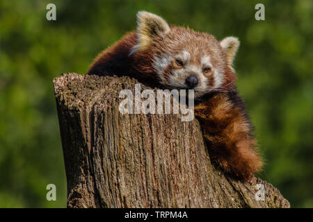 Nahaufnahme Kopf geschossen von einem Roten Panda, ailurus fulgens Stockfoto