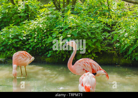 Kleine Gruppe von rosa chilenische Flamingos mit einem typischen schwarzen und weißen Schnabel kümmert sich um die Federn und versuchen, das Essen im Schlamm zu finden Stockfoto