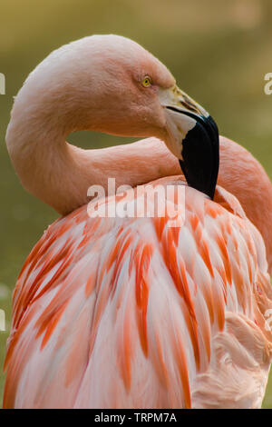Rosa chilenischer Flamingo mit einer typischen schwarzen und weißen Schnabel die Pflege der Federn Stockfoto