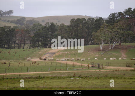 Schafe auf einem Feldweg im Regen. Lake George, New South Wales. Stockfoto